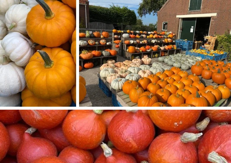 Pompoenboerderij Bos Opperdoes