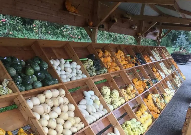 Pompoenboerderij Noord-Brabant