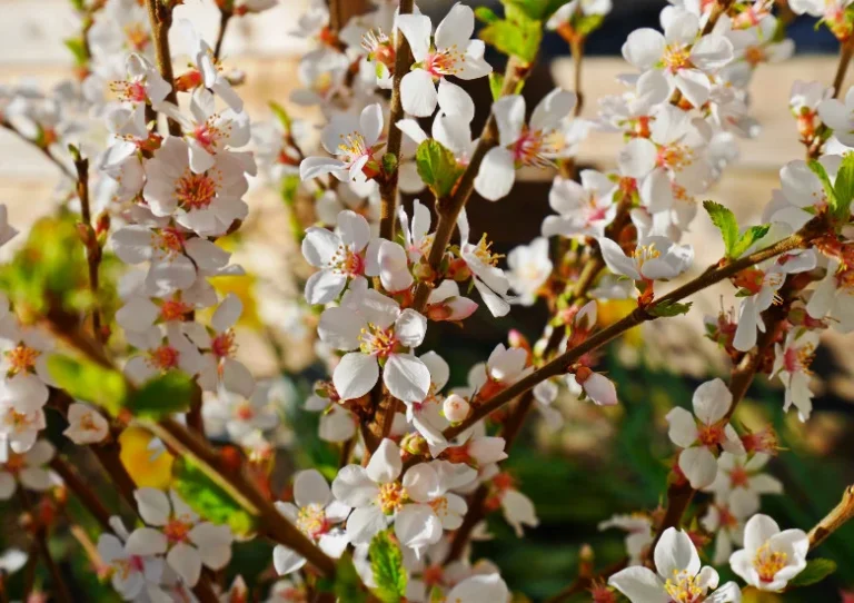 Sierkers Prunus Tomentosa