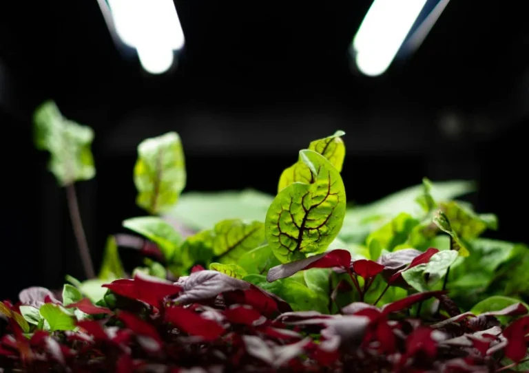 Beste LED kweeklampen