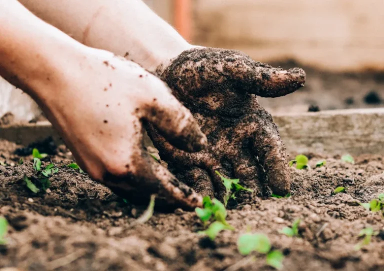 Beste moestuinbakken