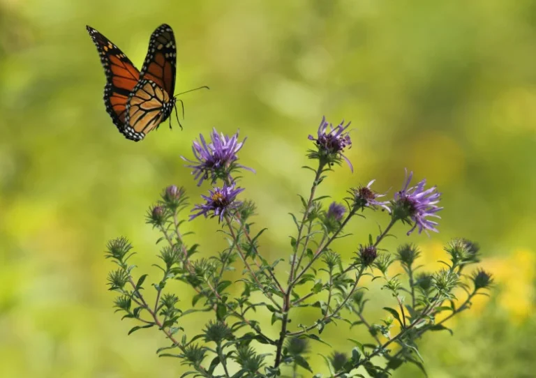 Top 5 beste vlinderplanten (deze planten trekken vlinders aan)