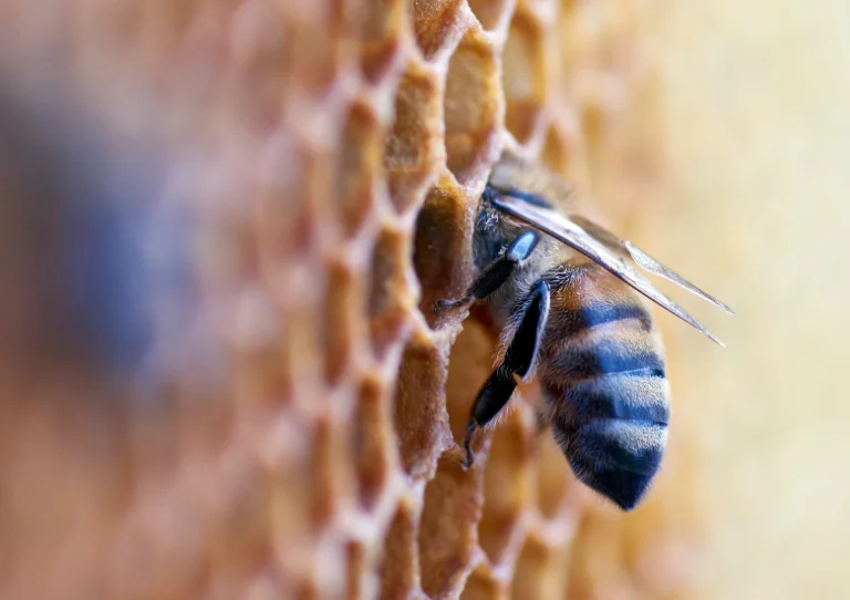 vlinders Nederland Bijen honing