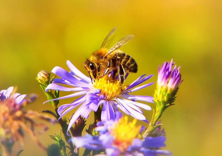 Wilde bijen in de tuin