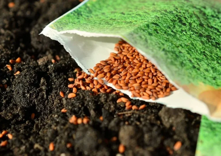 Biologische zaden kopen