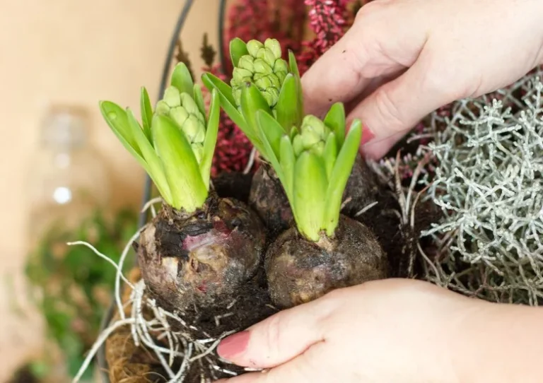 Bloembollen planten in de herfst