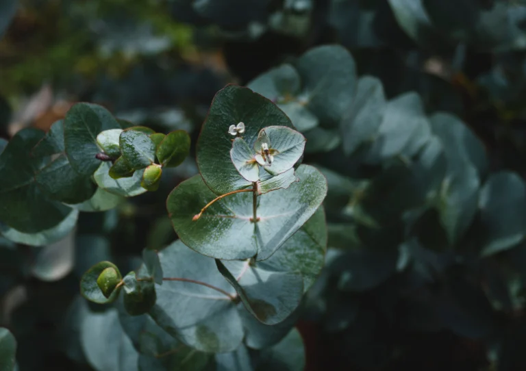 eucalyptus gunnii verzorging