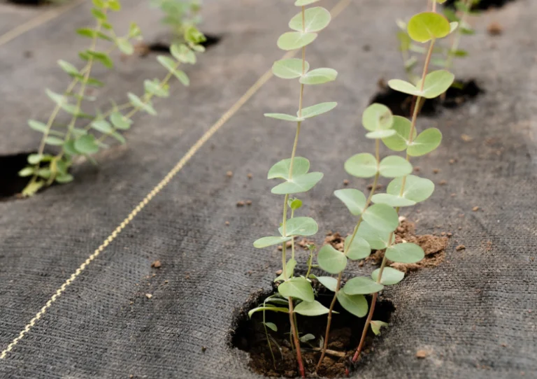 Eucalyptus gunnii snoeien