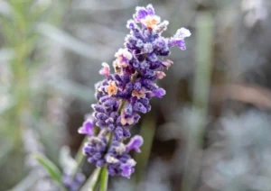 Lavendel winterharde tuinplant