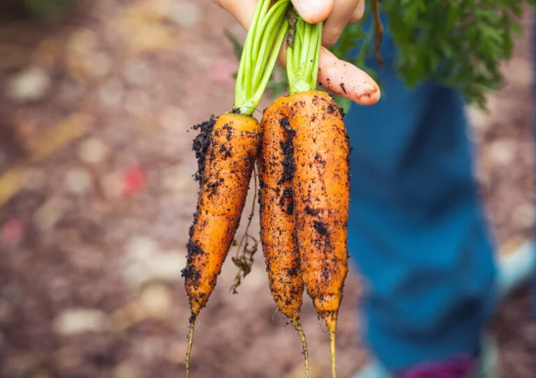 Moestuin aanleggen