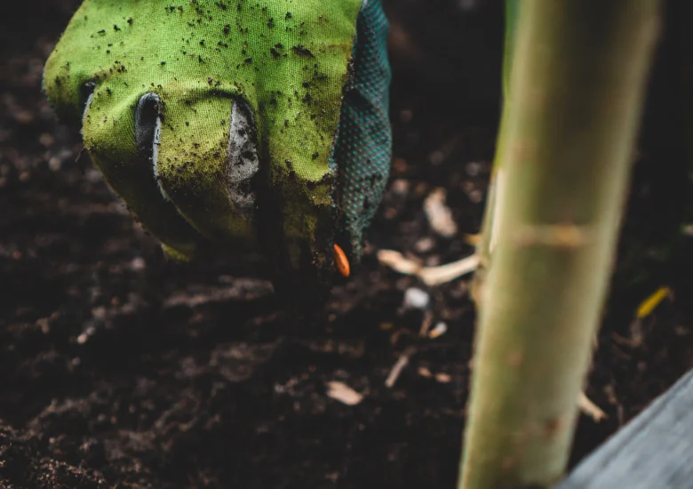 Moestuin zaden