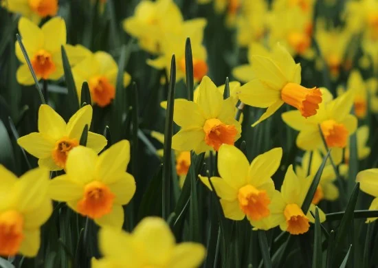 Narcis bollen