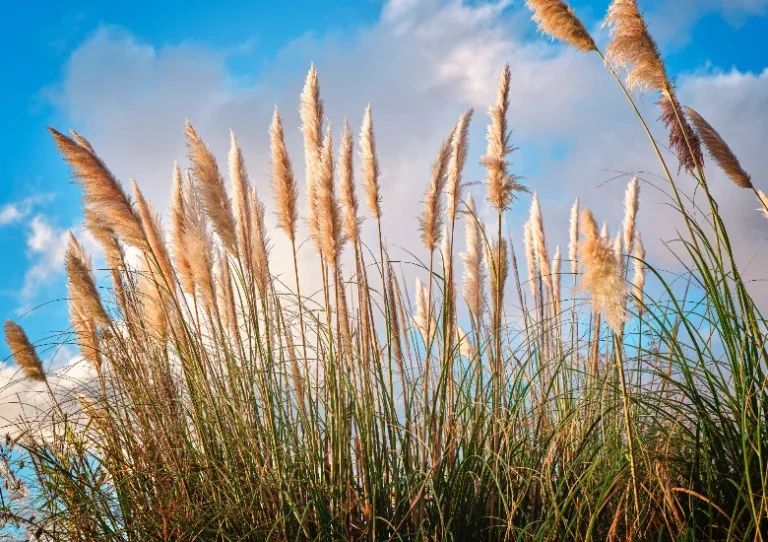 Pampasgras Cortaderia Selloana