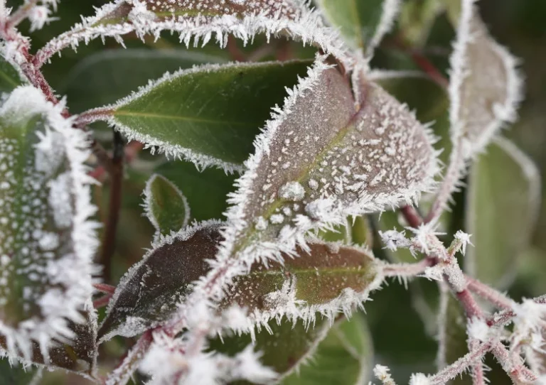 Planten beschermen tegen vorst: 5 methoden