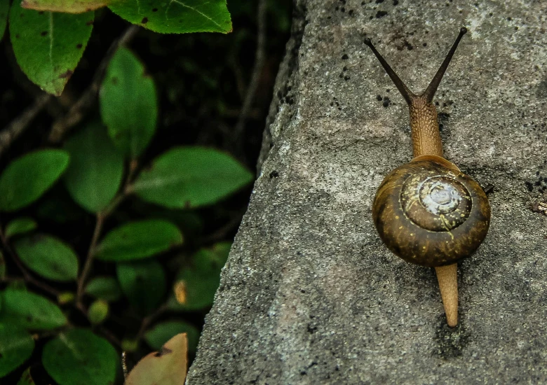 Slakken bestrijden