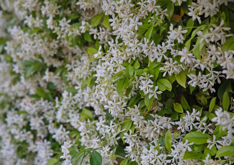 Toscaanse Jasmijn Trachelospermum Jasminoides