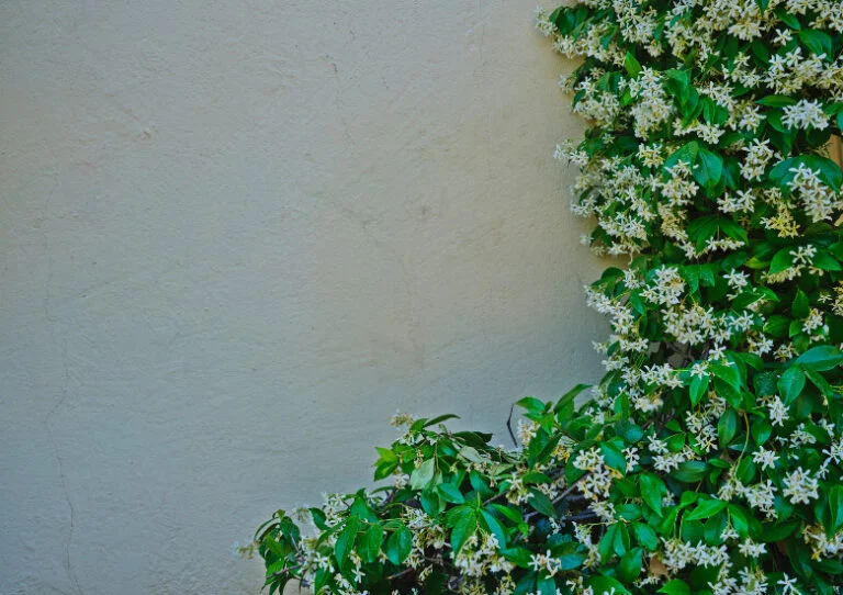 Toscaanse jasmijn Planttijd