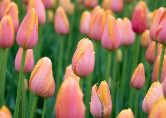 Tulpen bollen