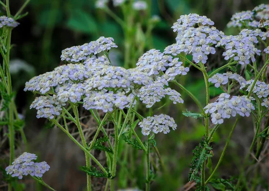Vlinderplant duizendblad