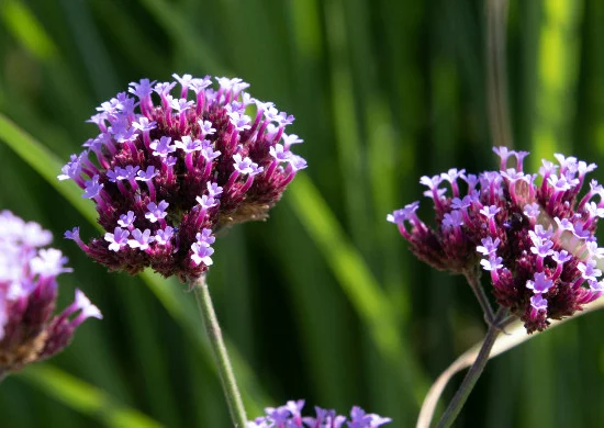 Vlinderplant ijzerhard