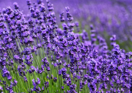 Vlinderplant lavendel