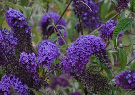 Vlinderplant vlinderstruik