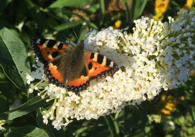 Vlinderstruik Planttijd