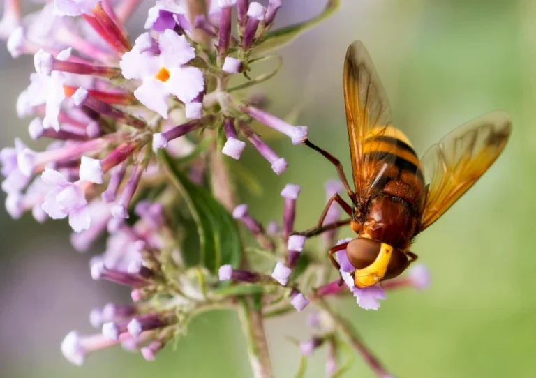 Vlinderstruik snoeien