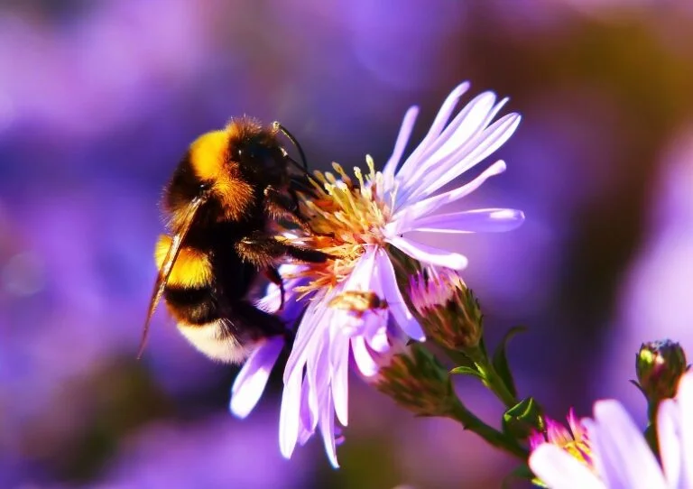 wat eten vlinders Bijen bloemen