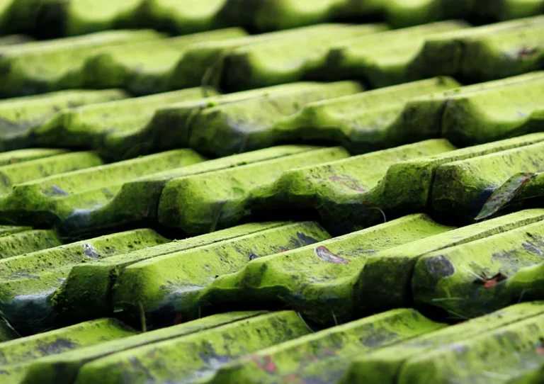 Groene aanslag verwijderen: 5 natuurlijke methodes voor een schone tuin