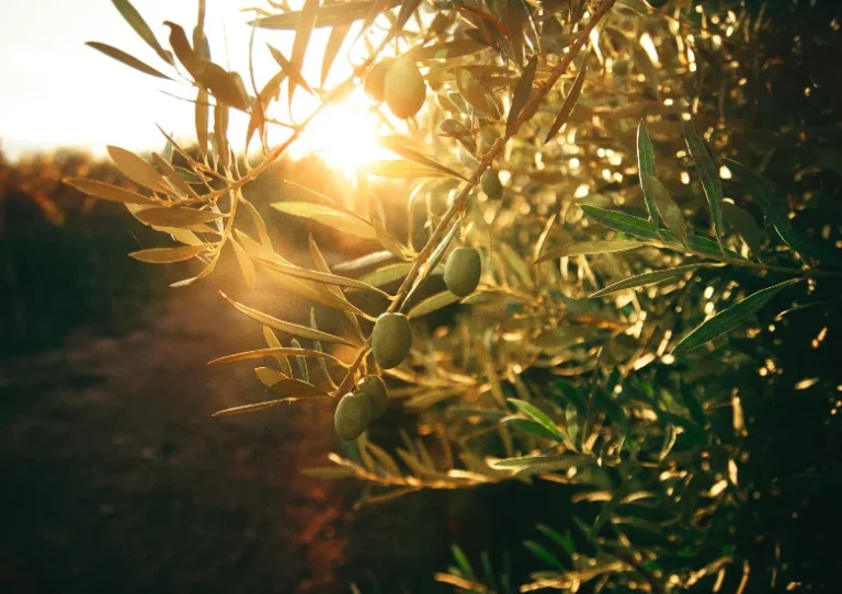 Olijfboom Olea Europaea