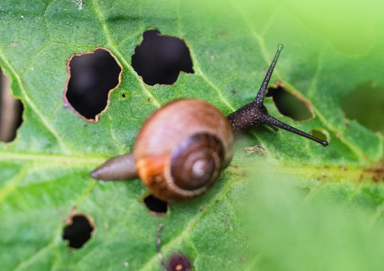 Slakken in de tuin bestrijden